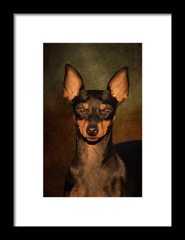 English Toy Terrier Framed Print featuring the photograph English Toy Terrier by Diana Andersen