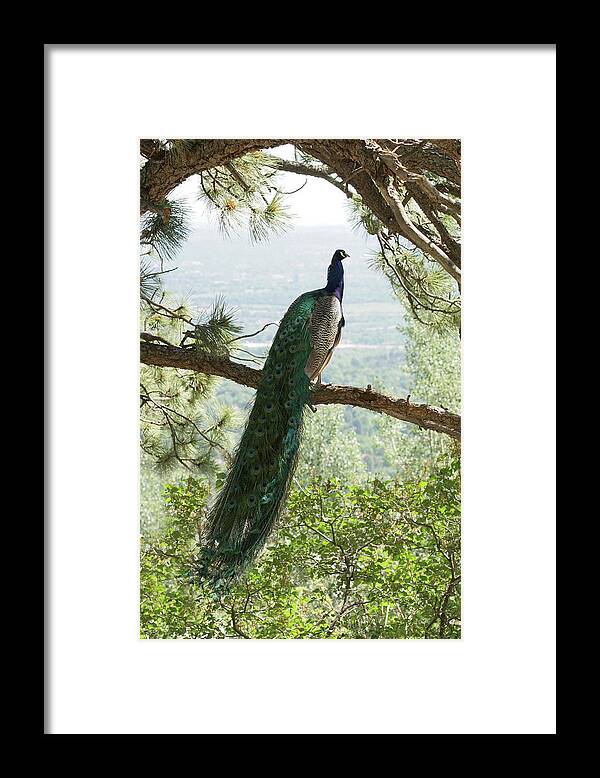 Bird Framed Print featuring the photograph Enjoying the view by Ernest Echols