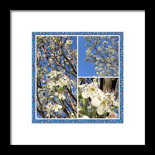 Enlight Framed Print featuring the photograph #enlight #spring #bloomingtree by Joan McCool