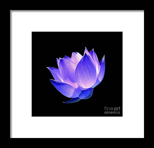 Flower Framed Print featuring the photograph Enlightened by Jacky Gerritsen