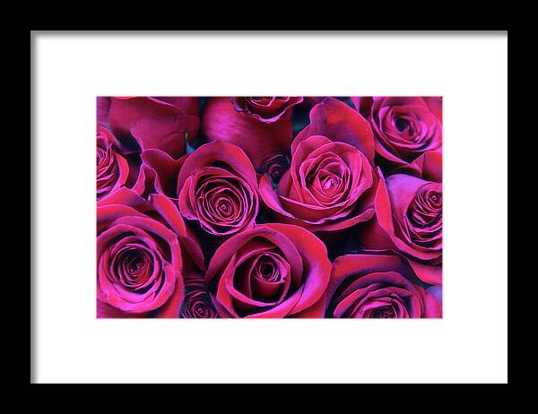 Roses Framed Print featuring the photograph Enraptured by Jessica Jenney