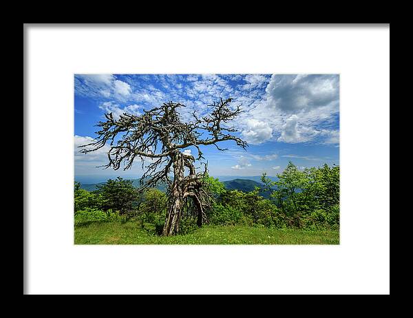 Blue Ridge Parkway Framed Print featuring the photograph Ent at the Top of the Hill - Color by Joni Eskridge