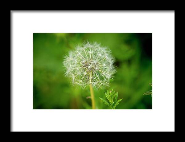 Dandelion Framed Print featuring the photograph Entirety of Dent-de-Lion. by Elena Perelman