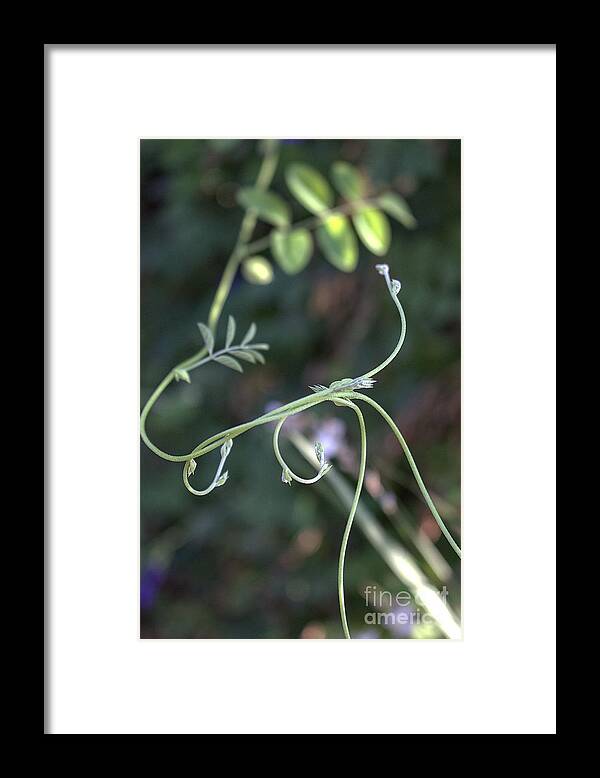 Floral Framed Print featuring the photograph Entwined by Ella Kaye Dickey