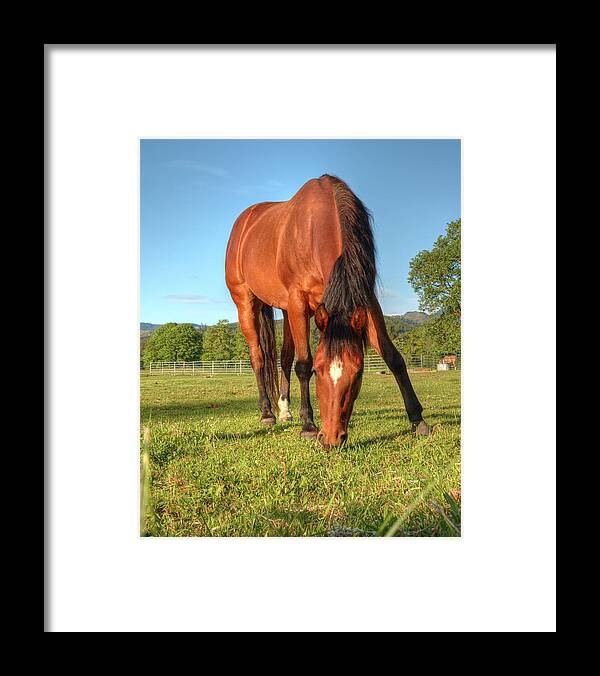 Equine Framed Print featuring the photograph Equine Beauty 0069 by Kristina Rinell