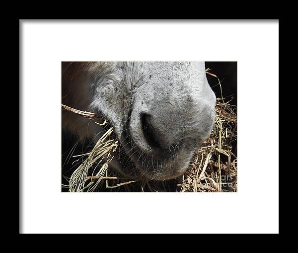 Donkey Framed Print featuring the photograph Equine Cuisine by Jan Gelders