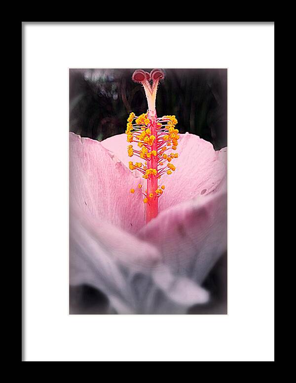 Hibiscus Framed Print featuring the photograph Erect by Kathy Barney