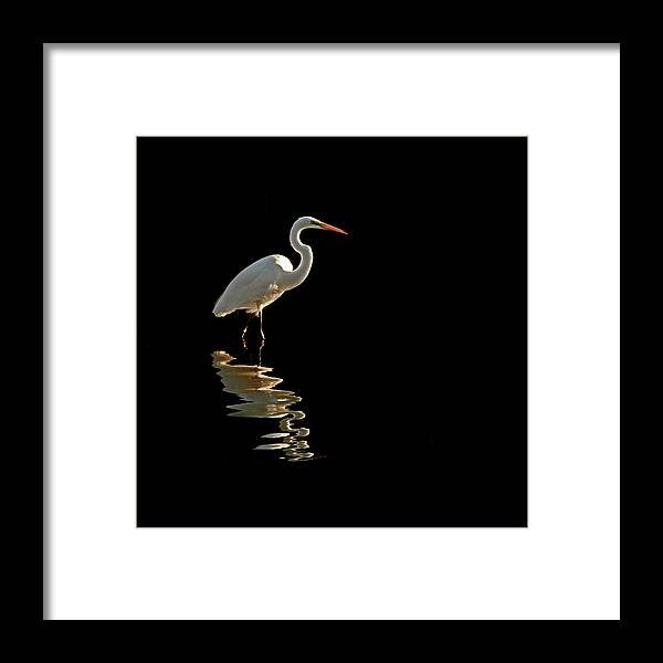 Egrets Framed Print featuring the photograph Ergret Reflecting by Stuart Harrison