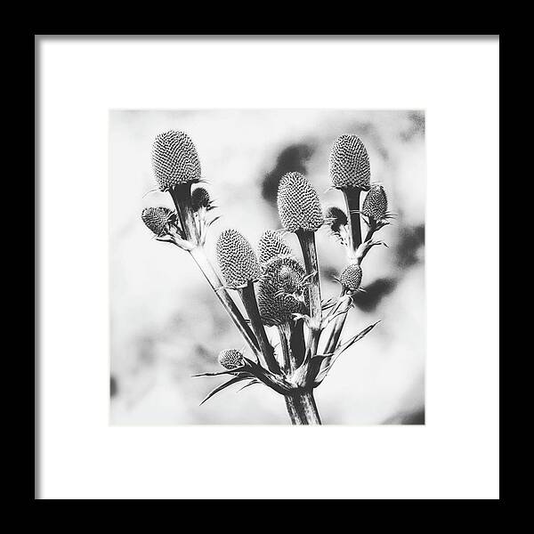 Beautiful Framed Print featuring the photograph Eryngium
#flower #flowers by John Edwards
