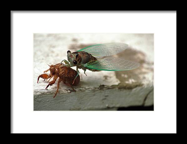 Cicada Framed Print featuring the photograph Escape by Wanda Brandon