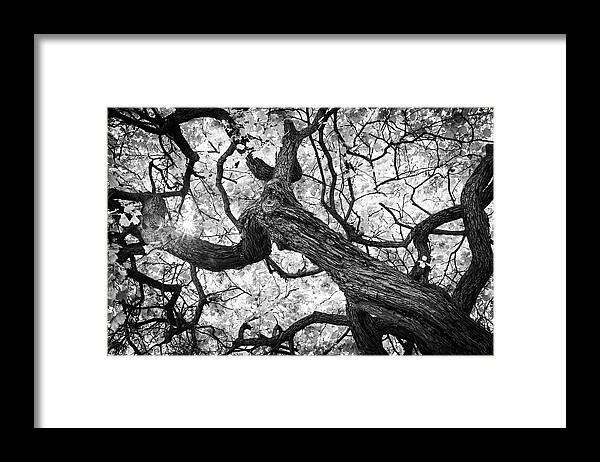 Tree Framed Print featuring the photograph Ethereal Maple by Scott Campbell