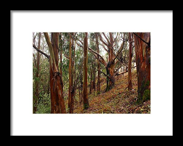 Forest Framed Print featuring the photograph Eucalyptus Grove in California by Ben Upham III
