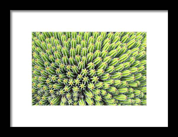 Cactus Framed Print featuring the photograph Euphorbia by Delphimages Photo Creations