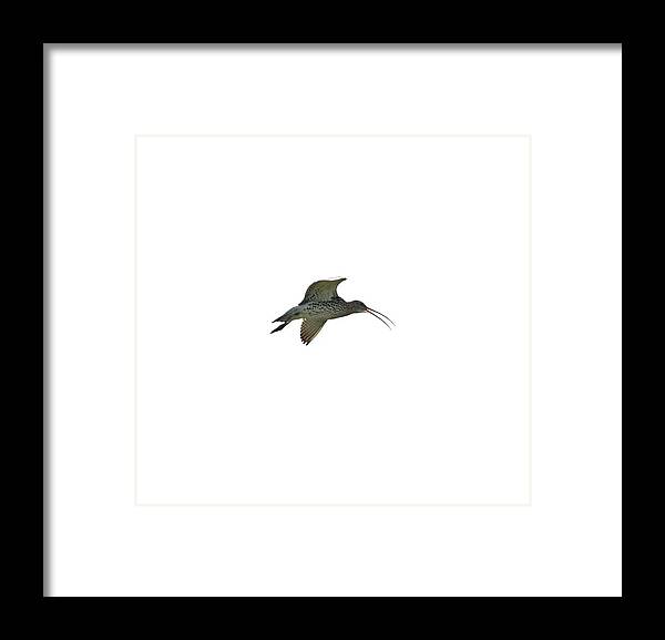 Eurasian Curlew Framed Print featuring the photograph Eurasian curlew transparent by Jouko Lehto