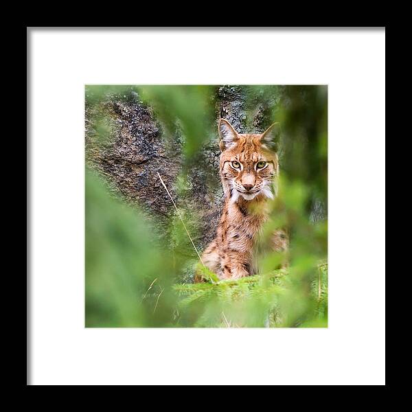Eurasian Lynx Framed Print featuring the photograph Eurasian lynx by Torbjorn Swenelius