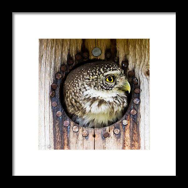 Eurasian Pygmy Owl Framed Print featuring the photograph Eurasian pygmy owl in profile by Torbjorn Swenelius