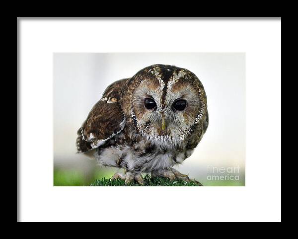 Eurasian Tawny Owl Framed Print featuring the photograph Eurasian Tawny Owl by Steve Somerville