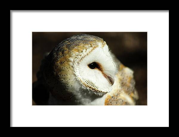 Owl Framed Print featuring the photograph European Barn Owl by Holly Ross