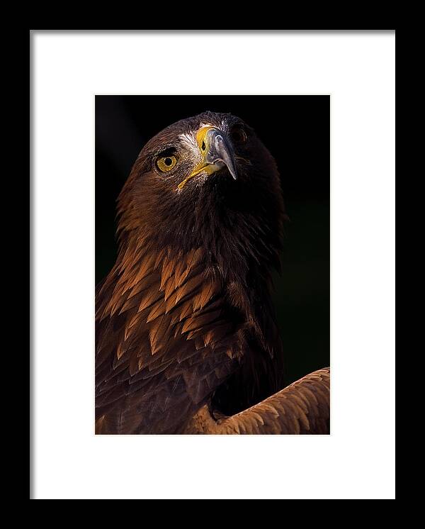 European Golden Eagle Framed Print featuring the photograph European Golden Eagle by JT Lewis