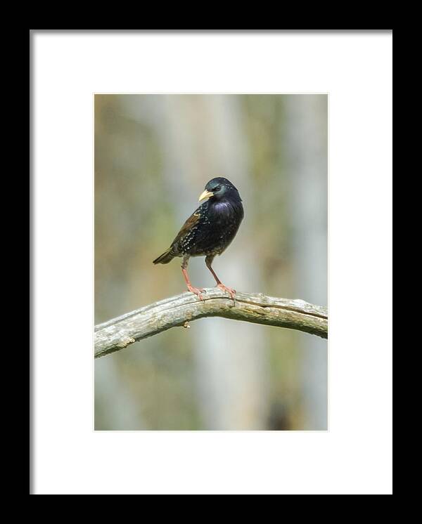 European Starling Framed Print featuring the photograph European Starling by Holden The Moment