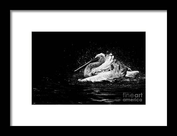 Pelican Framed Print featuring the photograph Evening bath by Venetta Archer