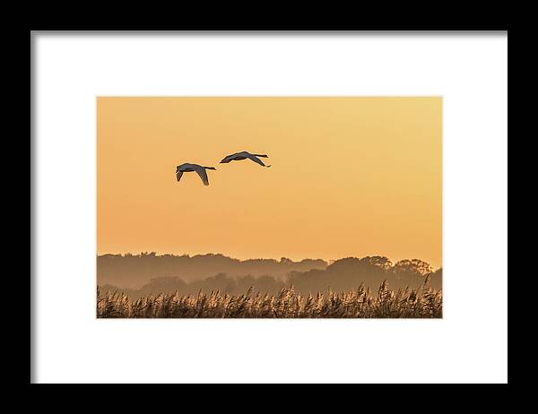 Swans Framed Print featuring the photograph Evening Flight Home by Wendy Cooper