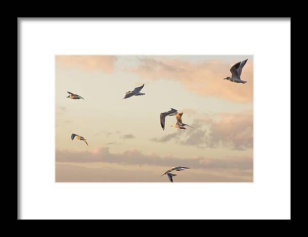 Gulls Framed Print featuring the photograph Evening Gulls by Wendy Cooper