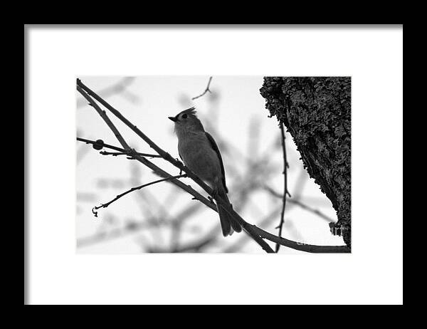 Bird Framed Print featuring the photograph Evening Hunt 4 by Joy Tudor