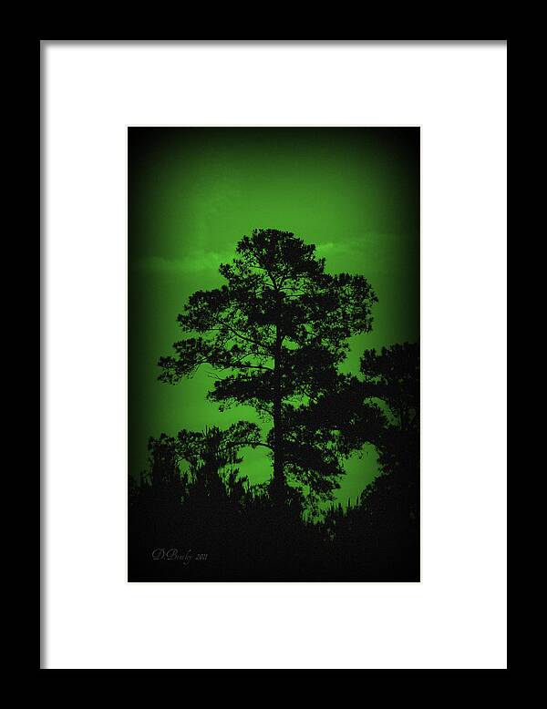 Tree Framed Print featuring the photograph Evening Pine by Donna Bentley