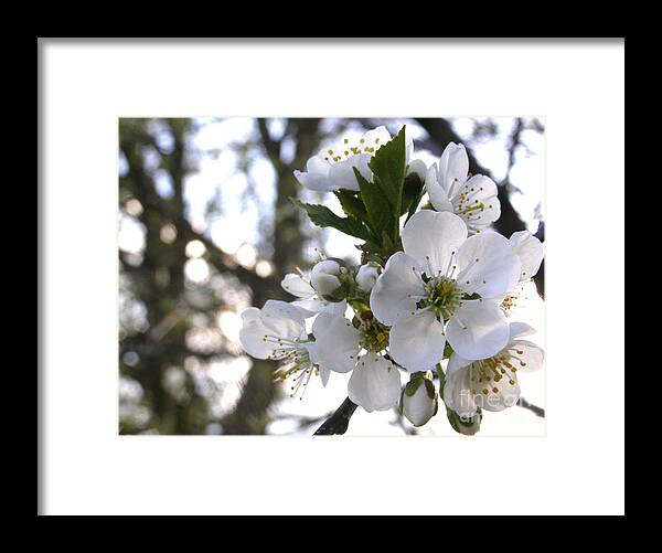 Cherry Blossoms Framed Print featuring the photograph Evening Show - Cherry Blossoms by Angie Rea