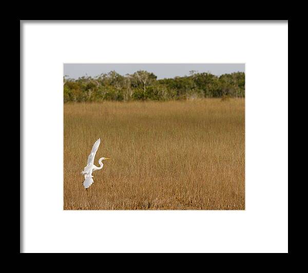 Everglades National Park Framed Print featuring the photograph Everglades 429 by Michael Fryd