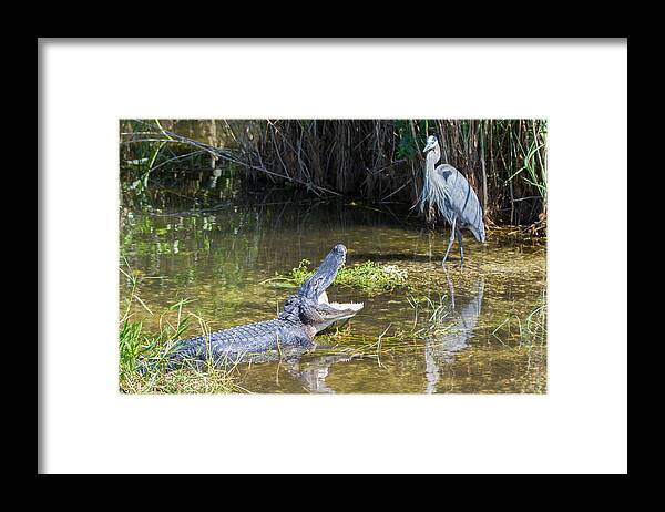 Everglades National Park Framed Print featuring the photograph Everglades 431 by Michael Fryd