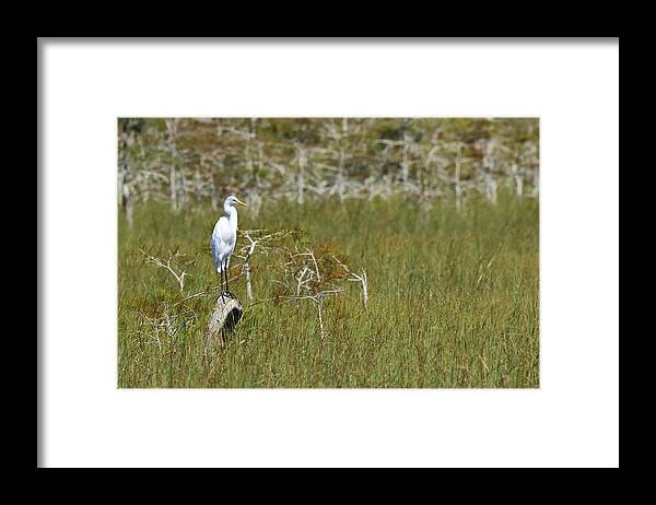 Everglades National Park Framed Print featuring the photograph Everglades 451 by Michael Fryd