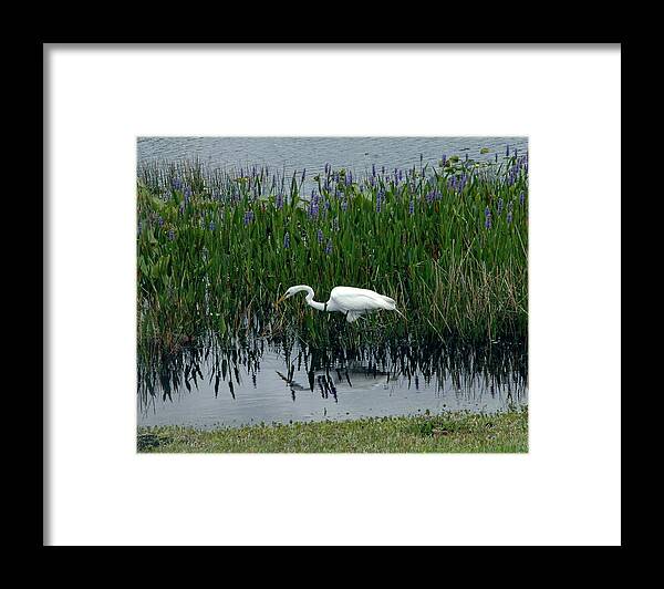 Florida Framed Print featuring the photograph Everglades Beauty by Kicking Bear Productions