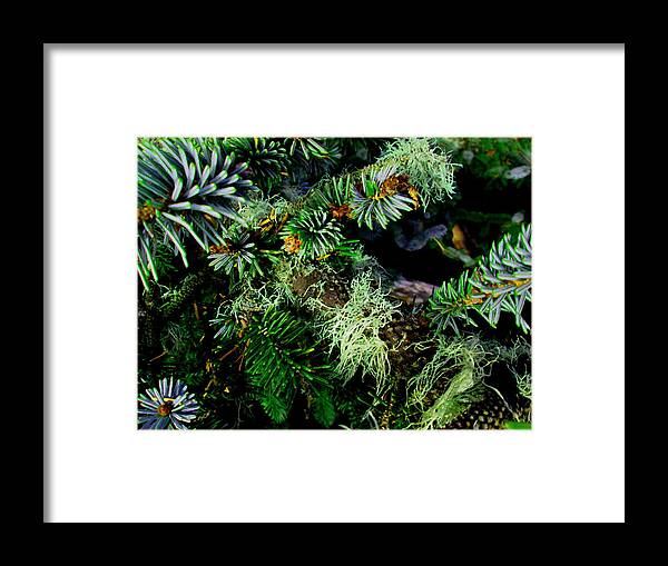 Forest Framed Print featuring the photograph Evergreen #1 by Larry and Charlotte Bacon
