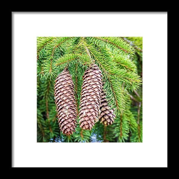 Evergreen Framed Print featuring the photograph Evergreen Fruit by Cathy Kovarik