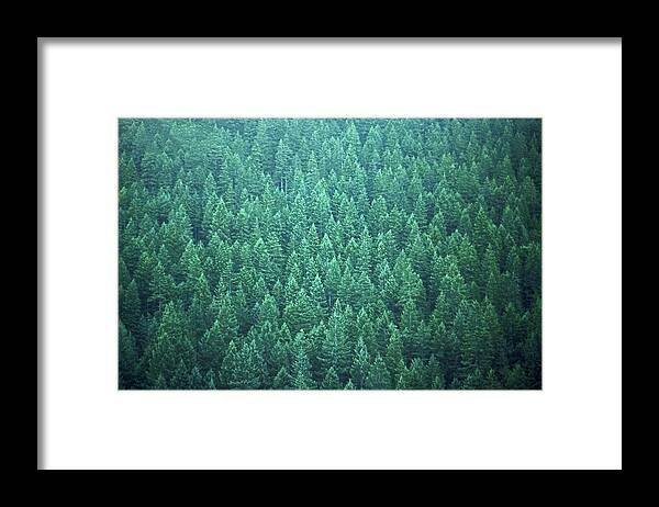 Trees Forest Evergreen State Washington Framed Print featuring the photograph Evergreen by Laurie Stewart