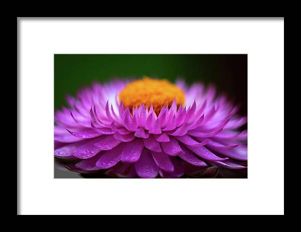 Flower Framed Print featuring the photograph Everlasting by Carrie Hannigan