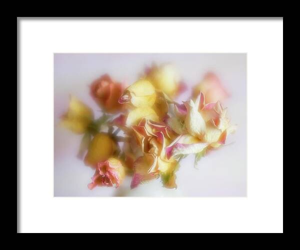 Roses Framed Print featuring the photograph Everlasting Rose Buds by Diane Fifield