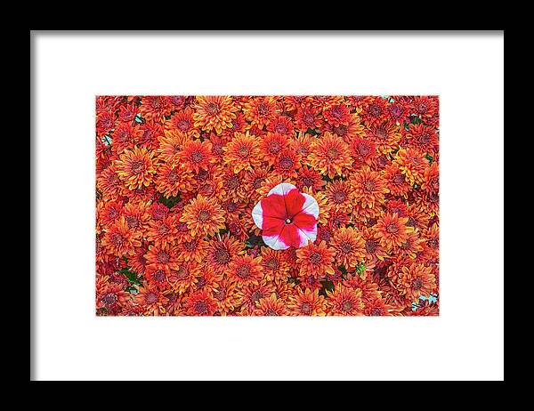 Chrysanthemums Framed Print featuring the photograph Every Science Begins As Philosophy And Ends As Art, Wrote Will Durant.  by Bijan Pirnia