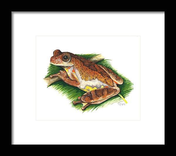 Dendropsophus Carnifex Framed Print featuring the painting Executioner treefrog by Cindy Hitchcock