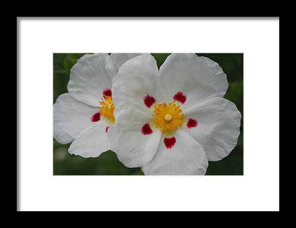 Botanical Framed Print featuring the photograph Exotic Eyes by Tammy Pool