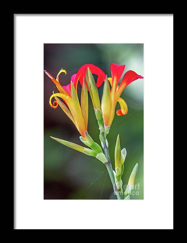 Flowers Framed Print featuring the photograph Exotic Flowers by Kate Brown