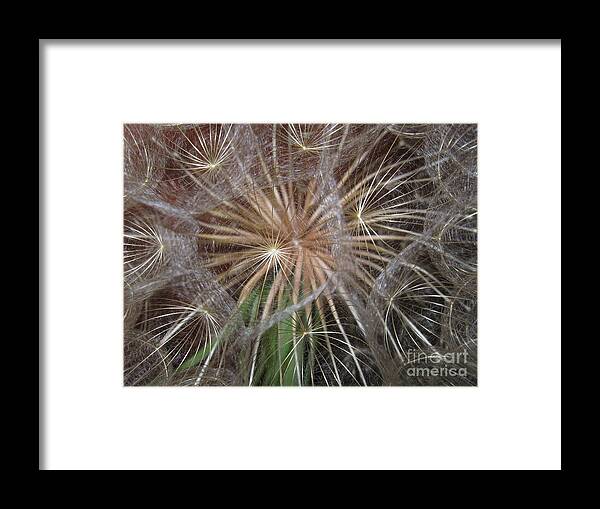 Dandelion Framed Print featuring the photograph Experience the Dandelion by Marie Neder