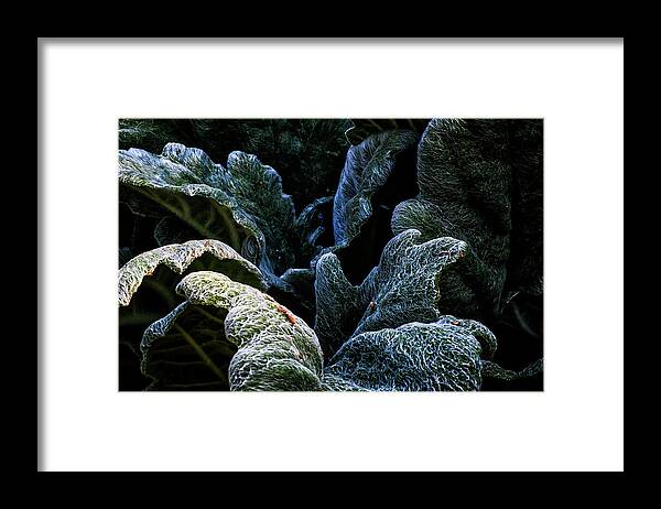 Plant Framed Print featuring the photograph Experiencing green by Camille Lopez