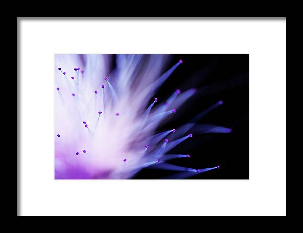 Mimosa Framed Print featuring the photograph Explosive by Mike Eingle