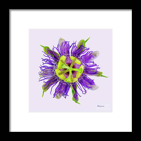 Expressive Framed Print featuring the photograph Expressive Yellow Green and Violet Passion Flower 50674V by Ricardos Creations