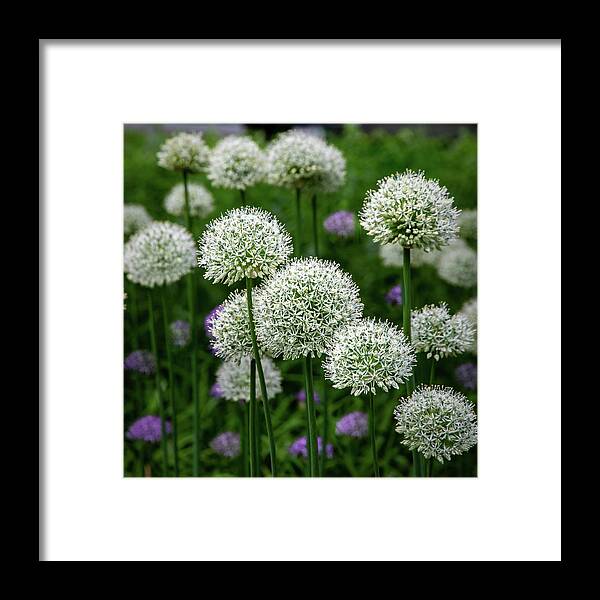 Exquisite Framed Print featuring the photograph Exquisite Beauty by James Woody
