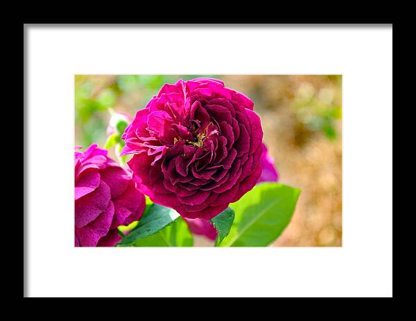Nature Framed Print featuring the photograph Exquisite by DB Hayes