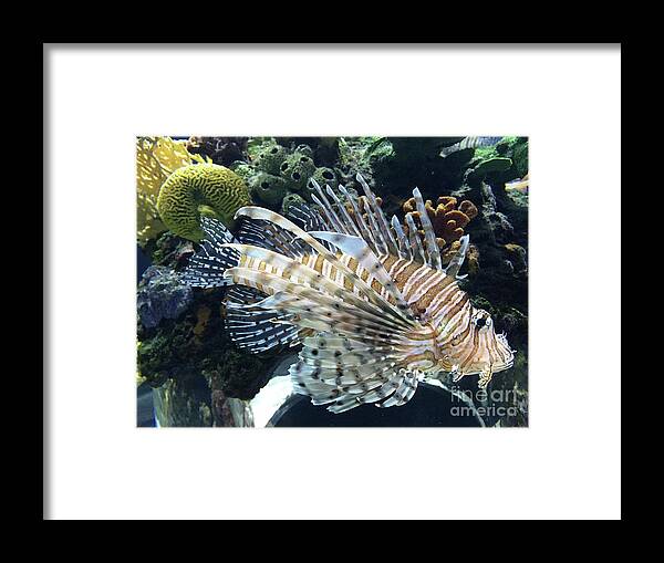 Fish Framed Print featuring the photograph Exquisite Fish by Barbara Plattenburg